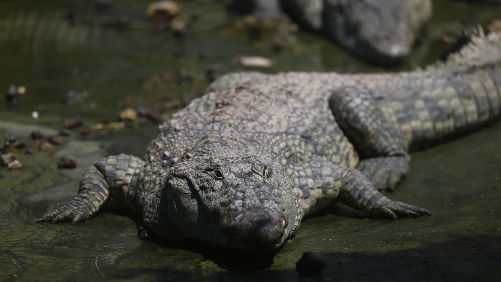 Court halts gov’t initiative to place crocodiles around prison with Hamas terrorists
