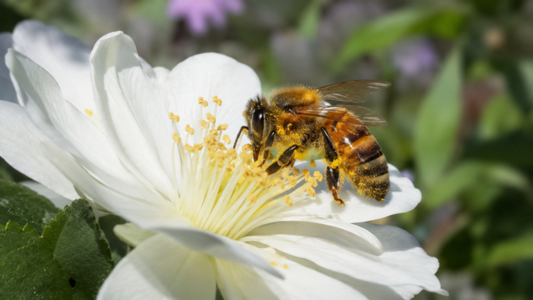 Newly-Discovered Sophisticated Warning System in Bees