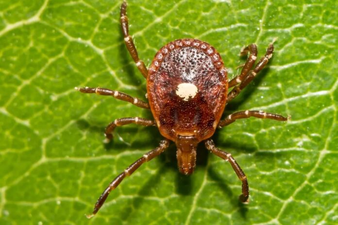 First Case of Untreatable, Potentially Fatal Bourbon Virus Confirmed In New York