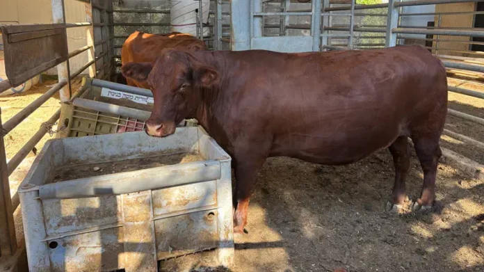 Shiloh’s Red Heifer Program Using Technology To Reproduce More Kosher Heifers