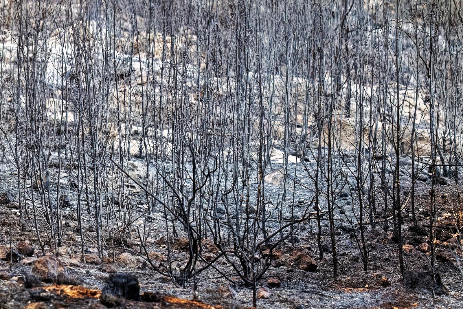 Ancient olive trees burned in Ayalon Canada Park get second life as bonsai trees