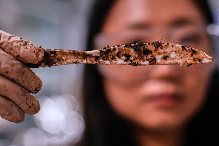 Traditional Plastic Forks Shed Harmful Microplastics. Plastic Created From Sugar Is an Alternative