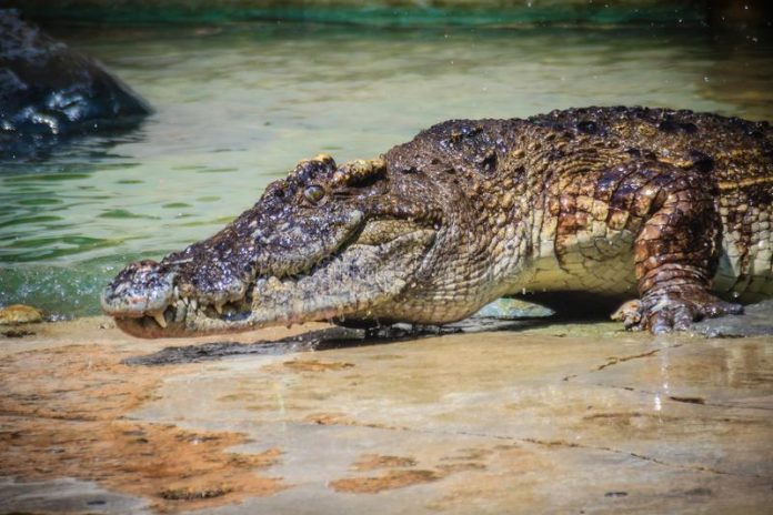 Court Slams Brakes on Crocodile Security Plan for Hamas Terrorists at Ketzi’ot Prison